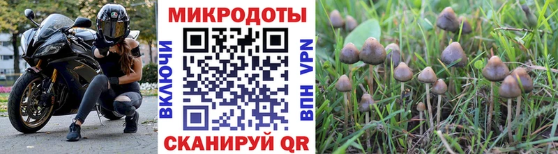 где купить Благовещенск Псилоцибиновые грибы GOLDEN TEACHER